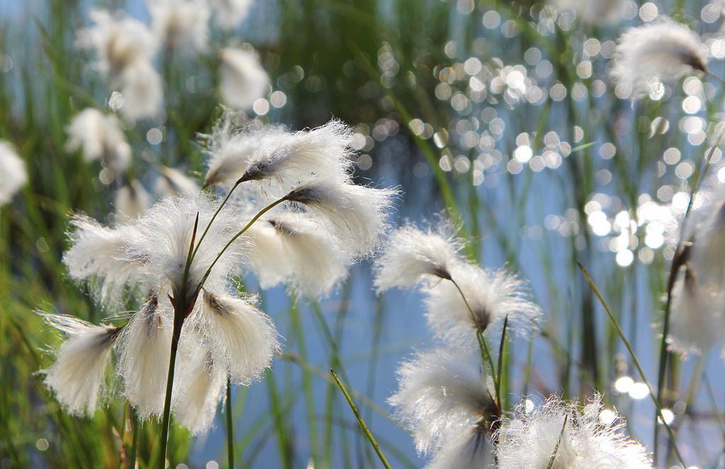 Eriophorum angustifolium / Пушица узколистная