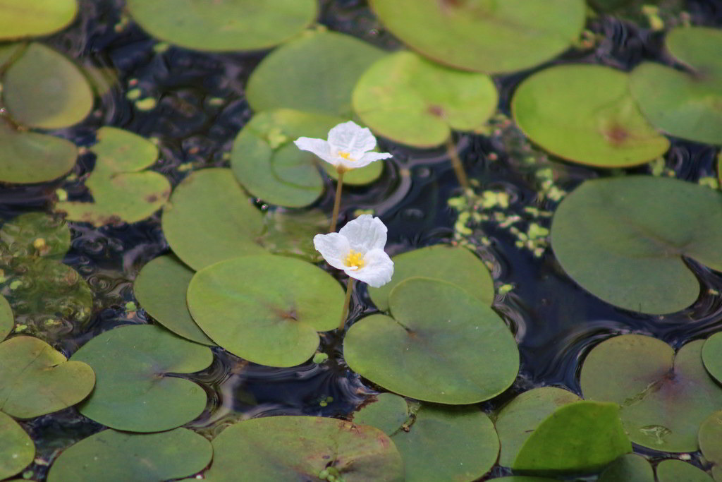 Hydrocharis morsus-ranae / Водокрас обыкновенный, или лягушачий