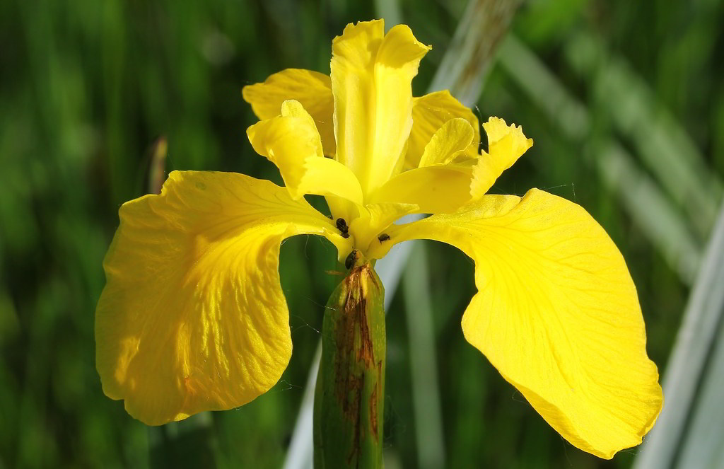 Iris pseudacorus / Ирис болотный