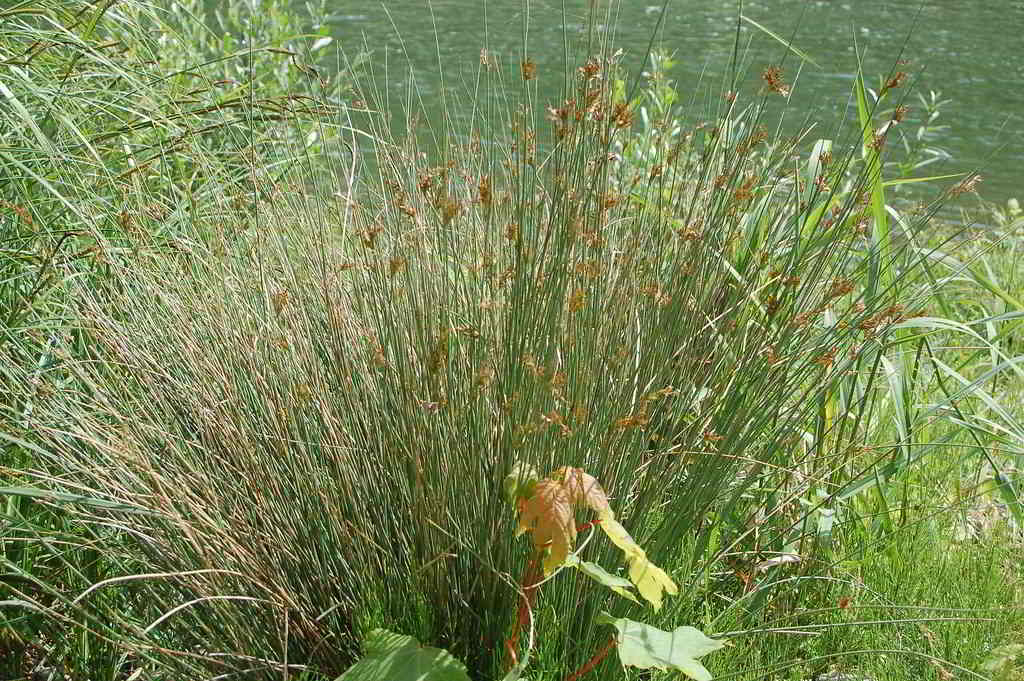 Juncus inflexus / Ситник искривлённый