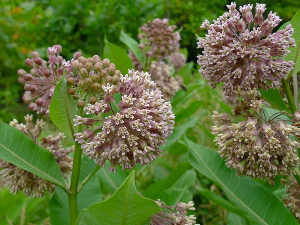 Asclepias syriaca / Ластовень (ваточник)