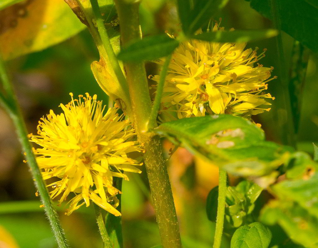 Lysimachia thyrsiflora / Вербейник (лазимахия) кистецветный