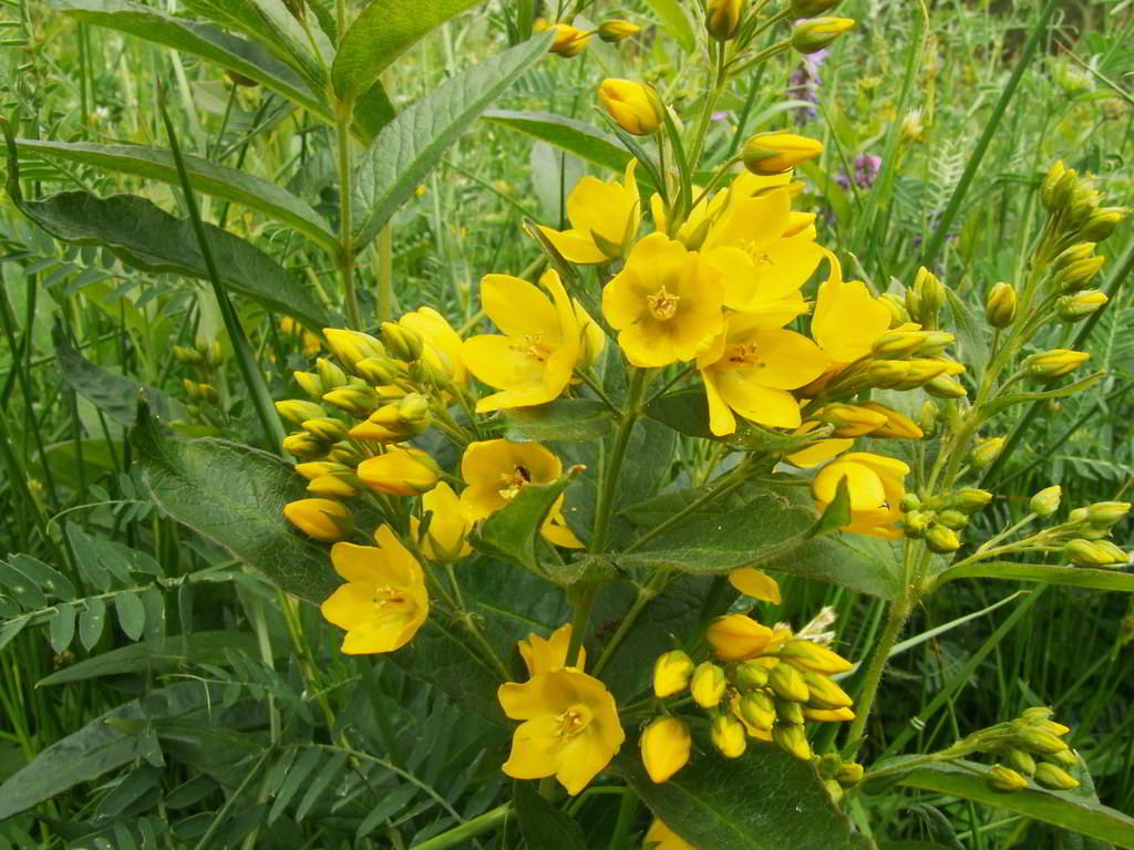 Lysimachia vulgaris / Вербейник (лазимахия) обыкновенный