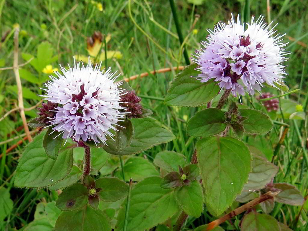 Mentha aquatica / Мята водная