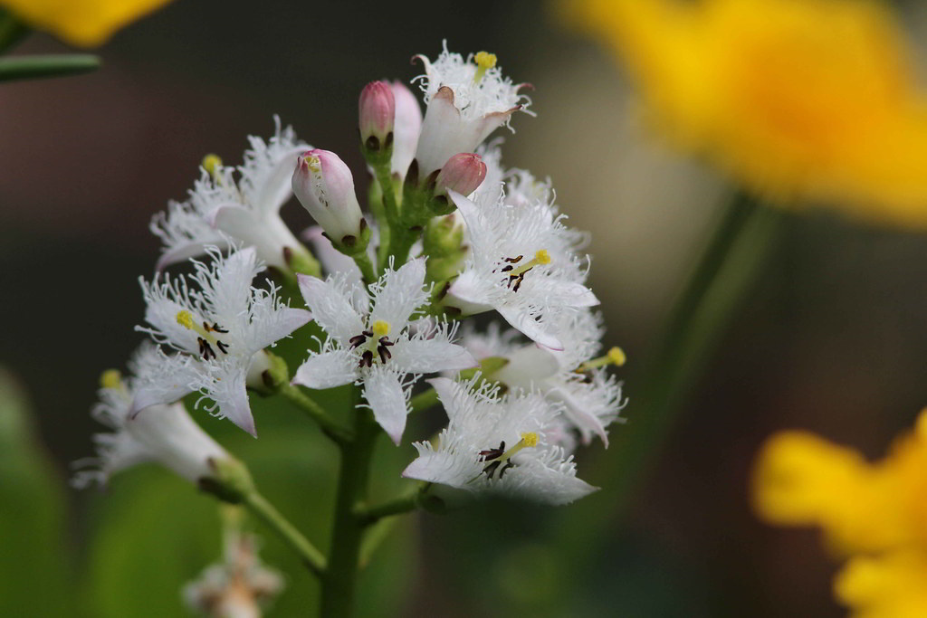 Menyanthes trifoliata / Вахта трёхлистная, трилистник водяной