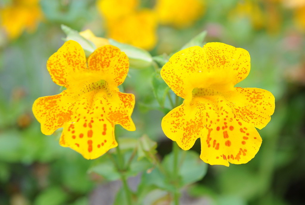 Mimulus luteus / Губастик жёлтый