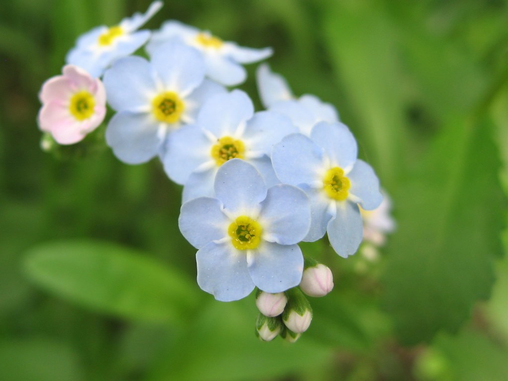 Myosotis palustris / Незабудка болотная