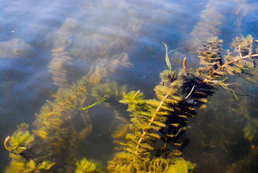 Myriophyllum spicatum / Уруть колосистая, перистолистник колосковый