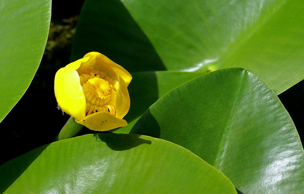 Nuphar lutea / Кубышка жёлтая