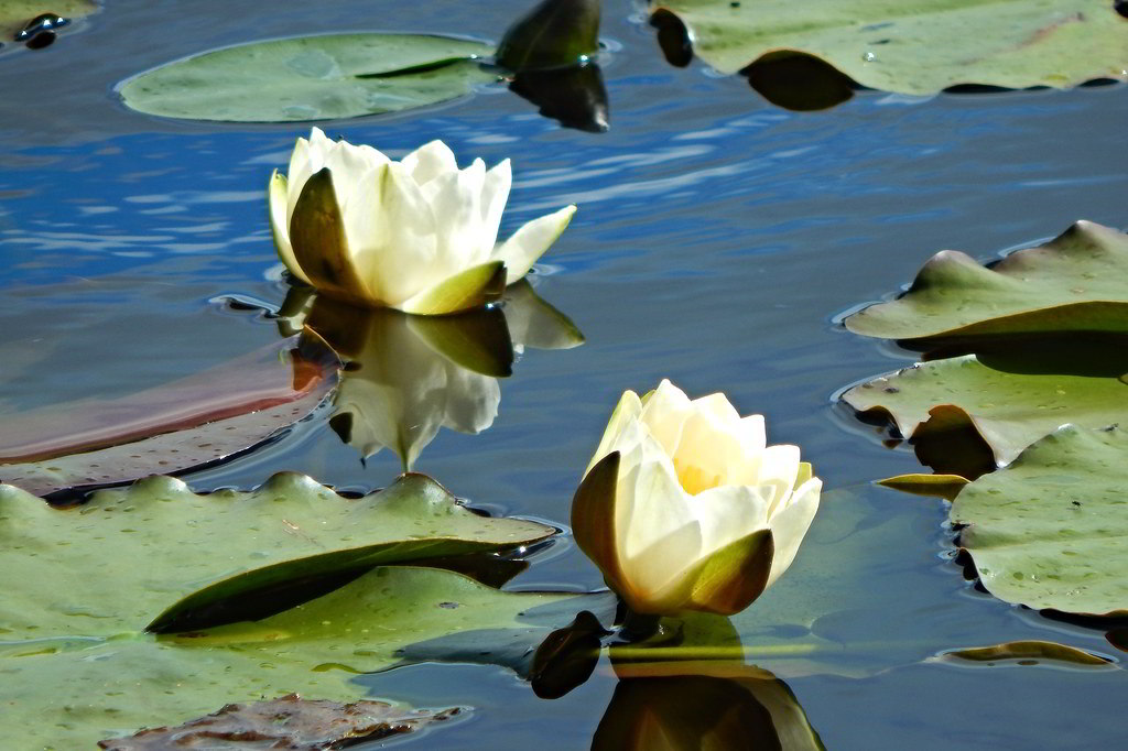 Nymphaea alba / Кувшинка белая