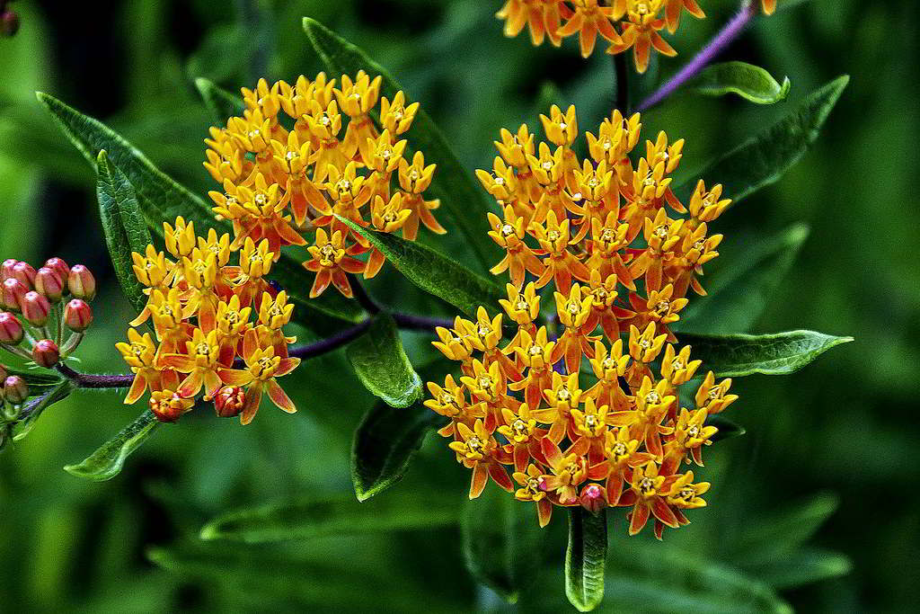 Asclepias tuberosa / Ластовень (ваточник) клубненосный