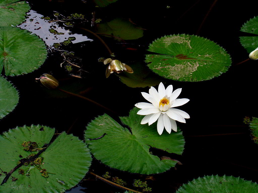 Nymphaea Cultivars (сорта) / Кувшинка (сорта)