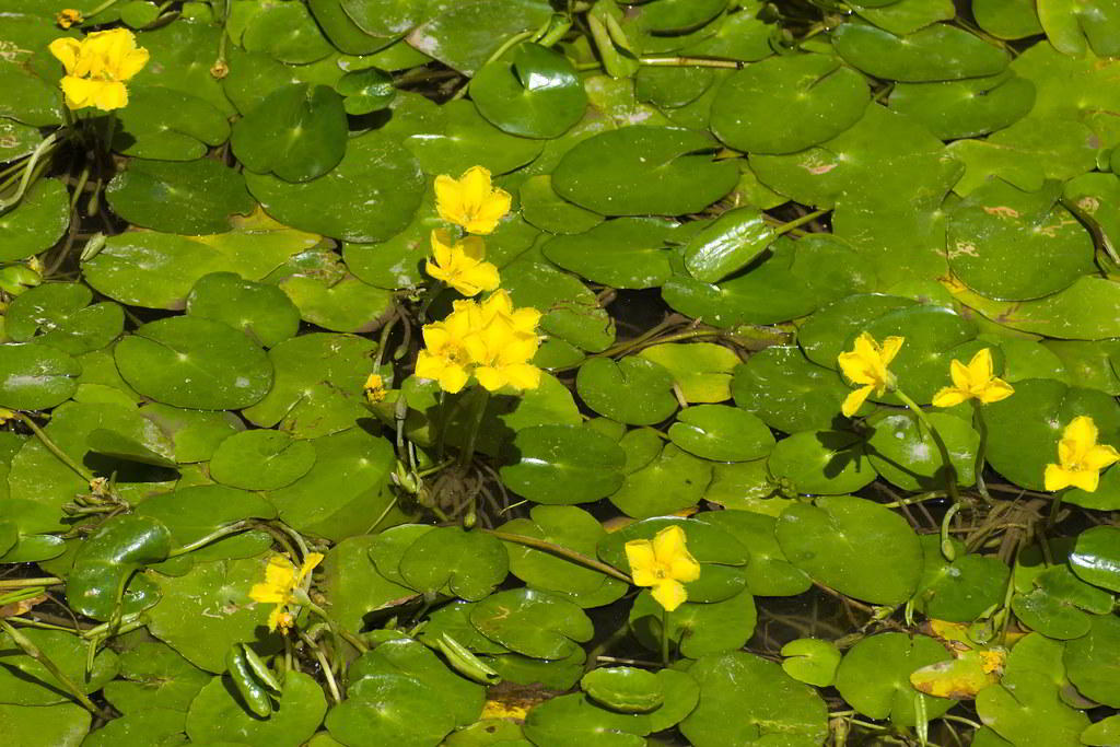 Nymphoides peltata / Нимфейник щётковидный