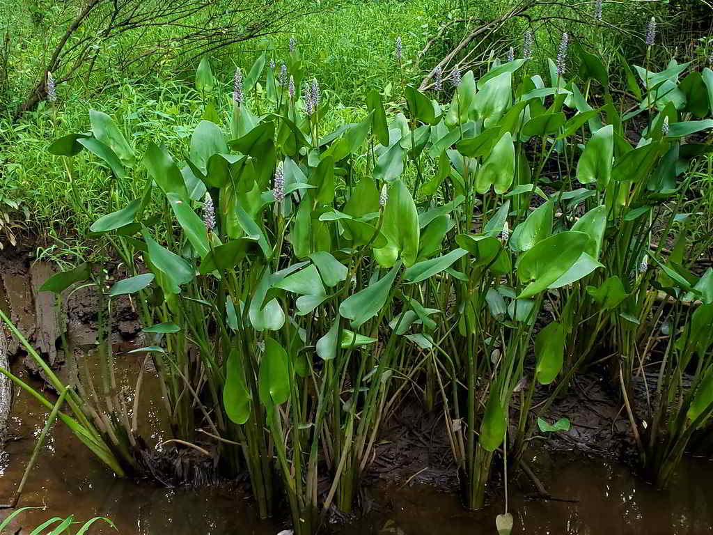 Pontederia cordata / Понтедерия сердцелистная