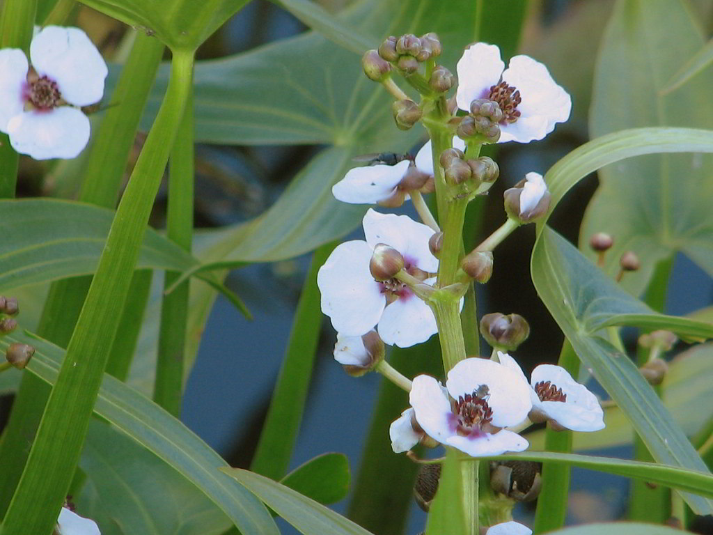 Sagittaria sagittifolia subsp. sagittifolia / Стрелолист стрелолистный