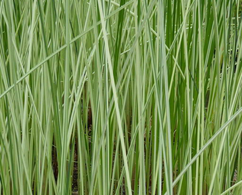 Schoenoplectus lacustris «Albescens» / Камыш озёрный «Albescens»