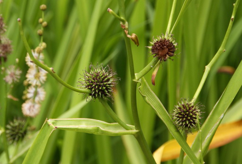 Sparganium erectum / Ежеголовник прямостоячий