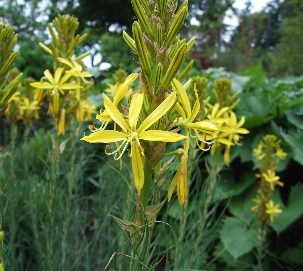 Asphodeline lutea / Асфоделина жёлтая