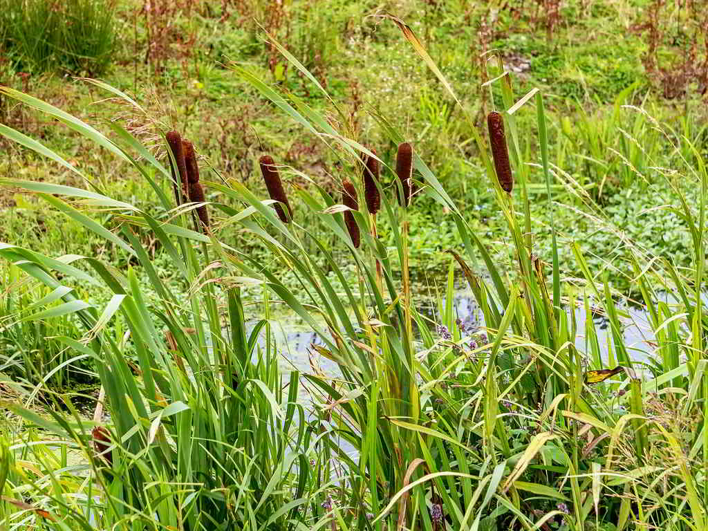 Typha latifolia / Рогоз широколистный