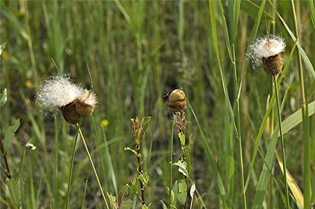 Typha minima / Рогоз малый