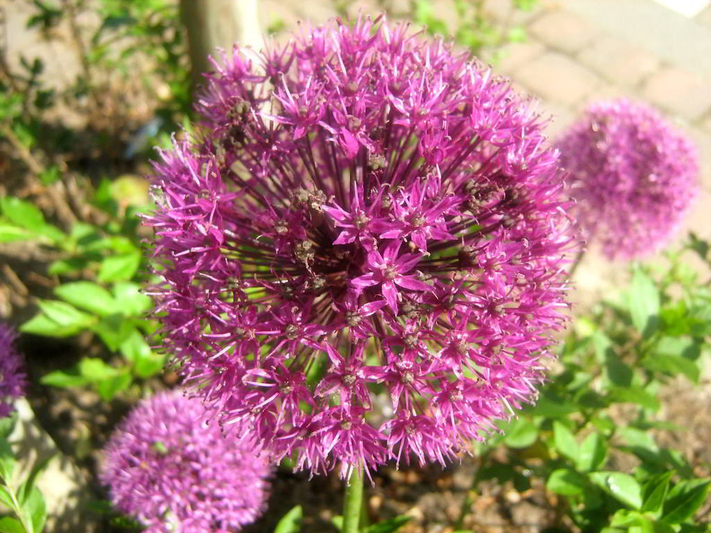 Allium aflatunense / Лук афлатунский