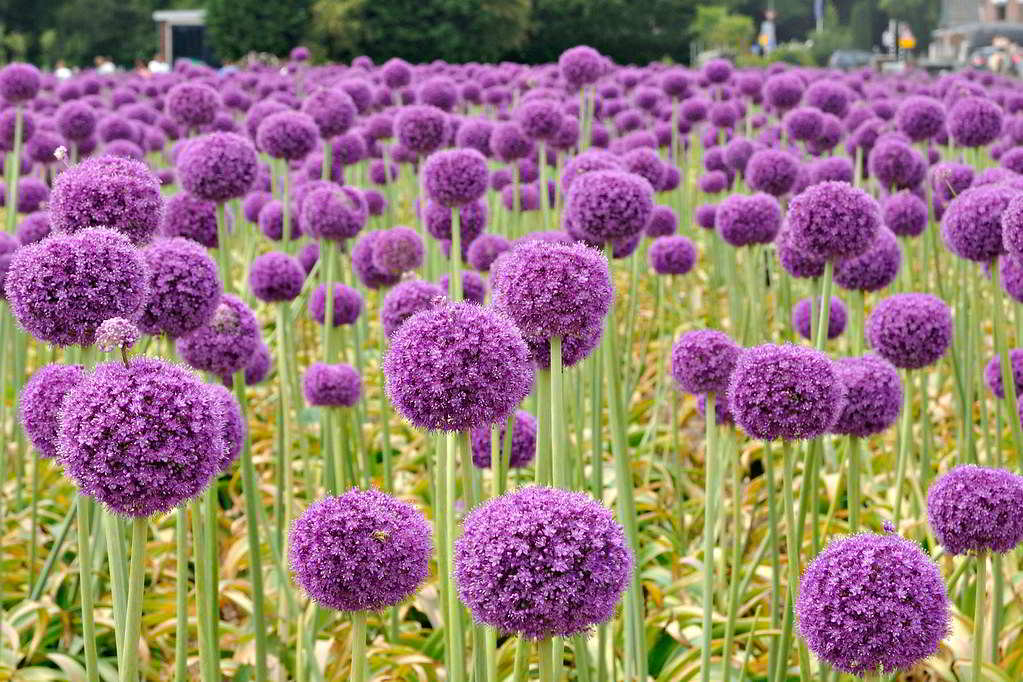 Allium giganteum / Лук гигантский