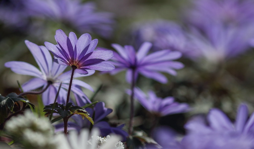 Anemone blanda / Анемона (ветреница) нежная