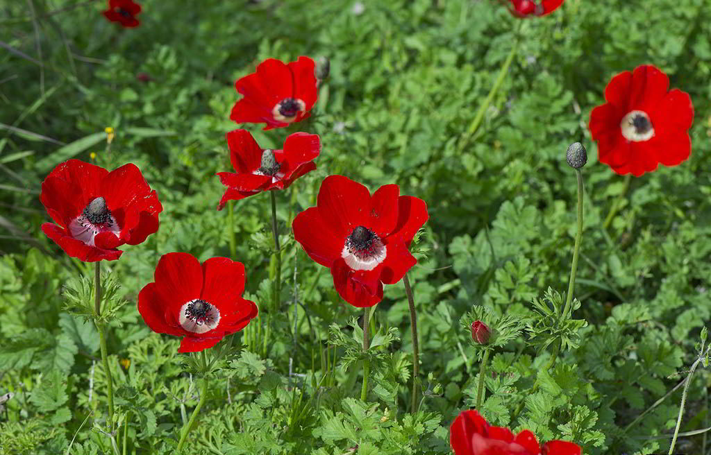 Anemone coronaria / Анемона (ветреница) корончатая