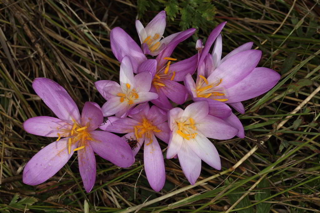 Colchicum autumnale / Безвременник (колхикум) осенний