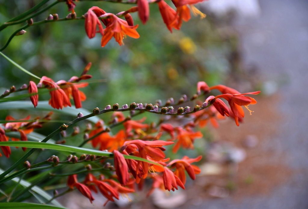 Crocosmia x crocosmiiflora / Крокосмия (монтбреция) крокосмиецветная