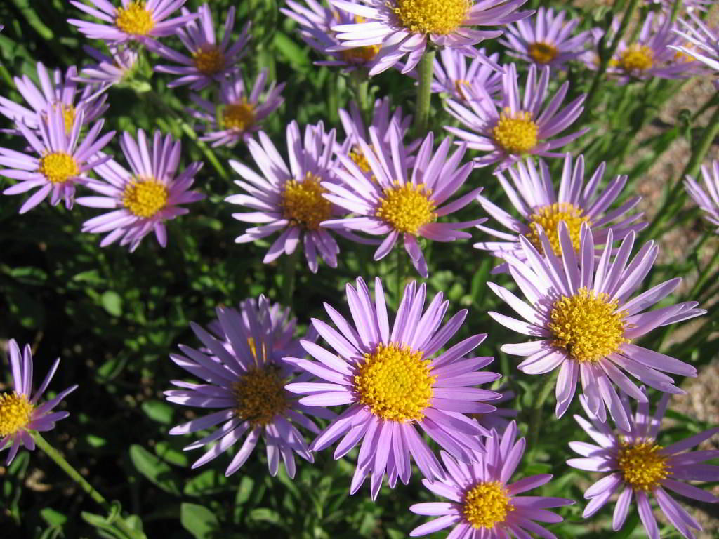 Aster alpinus / Астра альпийская