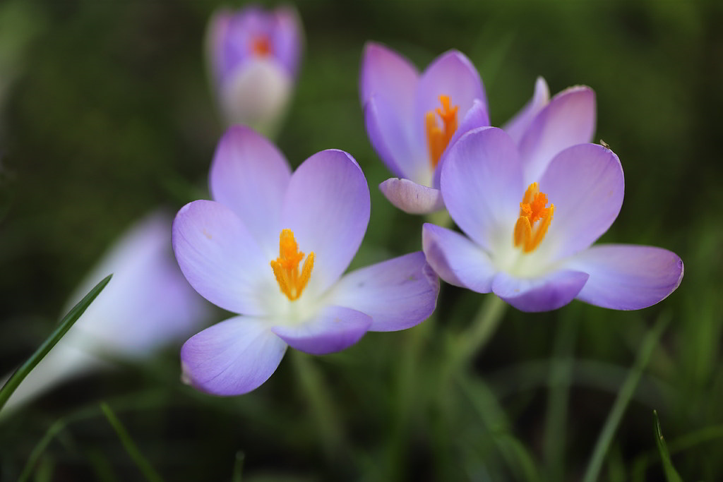 Crocus vernus subsp. vernus / Крокус весенний