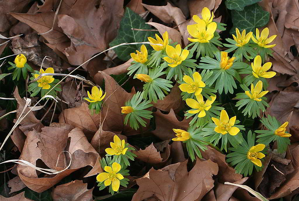 Eranthis hyemalis / Весенник зимний