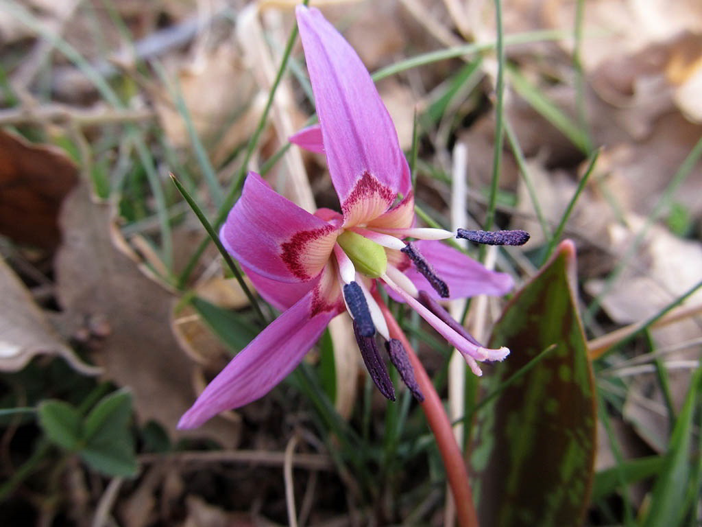 Erythronium dens-canis / Кандык европейский, пёсий зуб