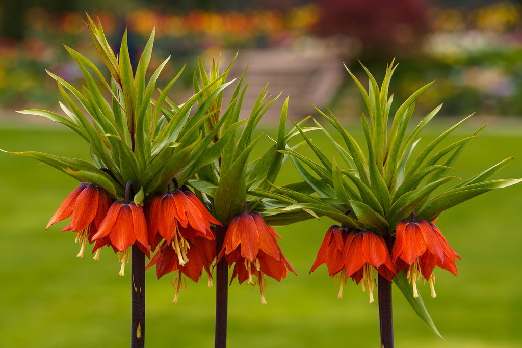 Fritillaria imperialis / Рябчик императорский