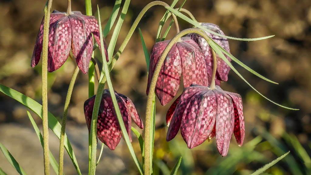 Fritillaria meleagris / Рябчик шахматный