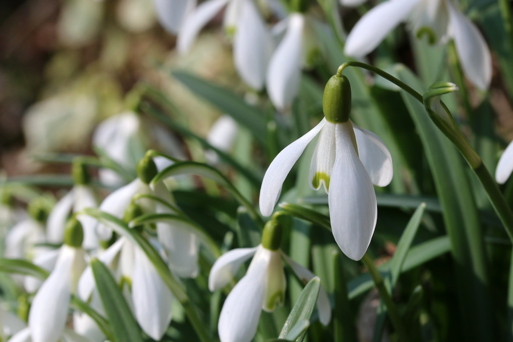 Galanthus nivalis / Подснежник белоснежный