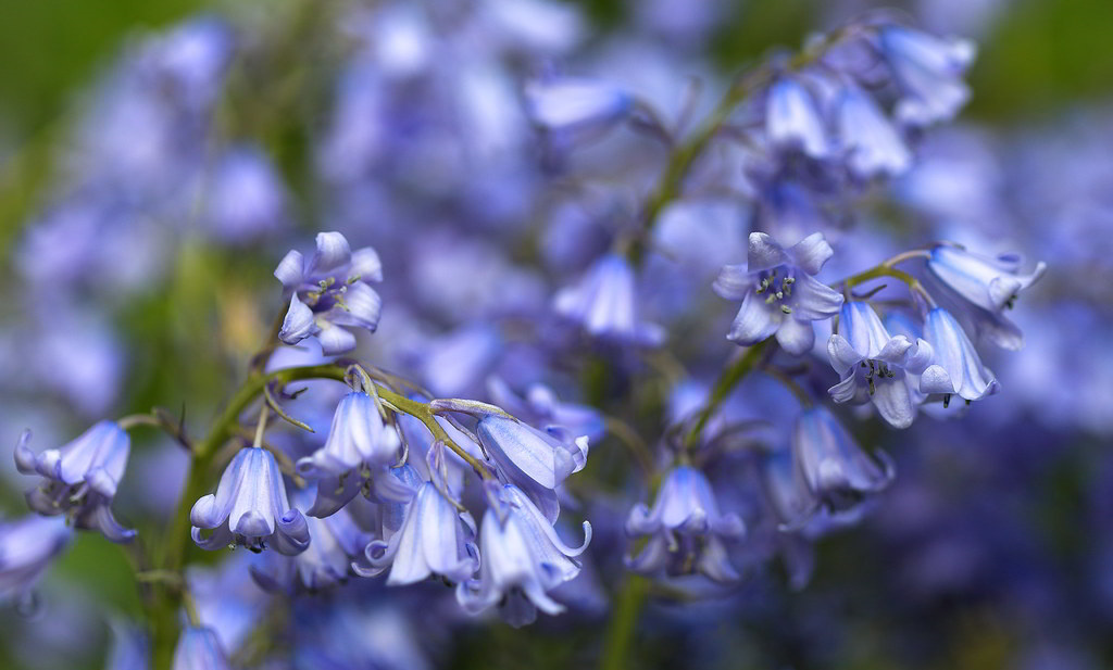 Hyacinthoides hispanica / Пролеска испанская, сцилла испанская