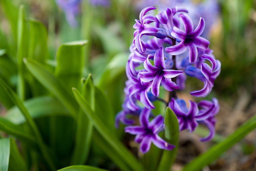 Hyacinthus orientalis / Гиацинт восточный