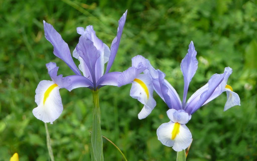 Iris x hollandica / Ирис голландский