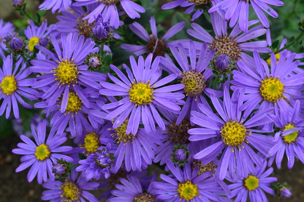 Aster amellus / Астра итальянская