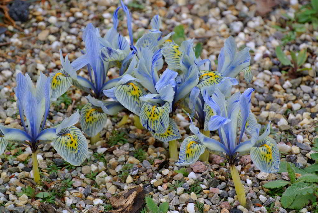 Iris reticulata / Ирис сетчатый