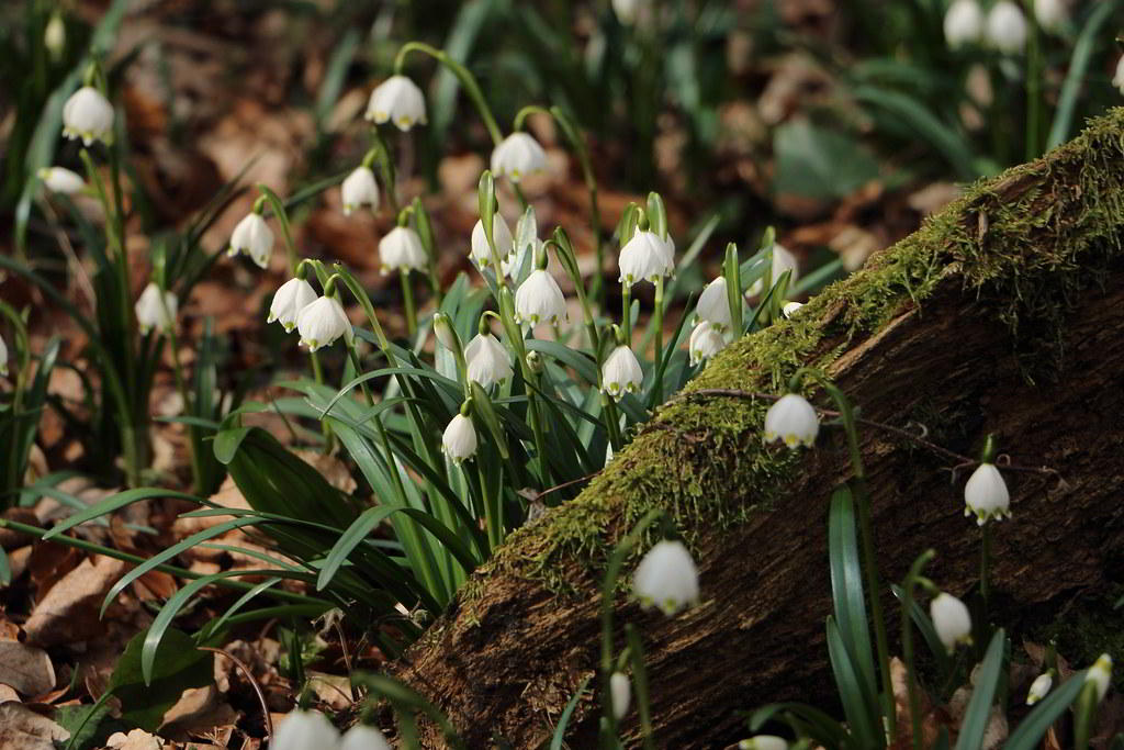 Leucojum vernum / Белоцветник (лейкоюм) весенний