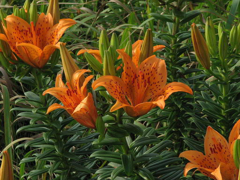 Lilium-Maculatum Cultivars / Лилия крупноцветная