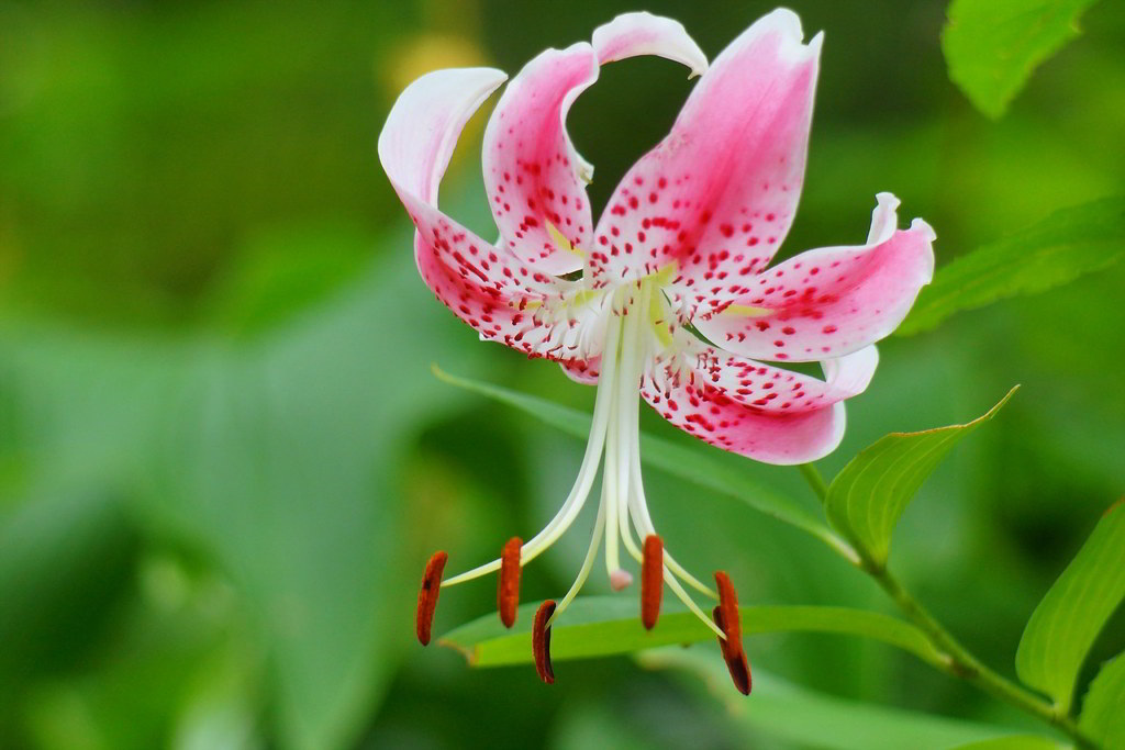 Lilium speciosum / Лилия прекрасная