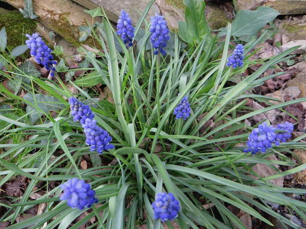 Muscari armeniacum / Мускари армянский, мышиный гиацинт