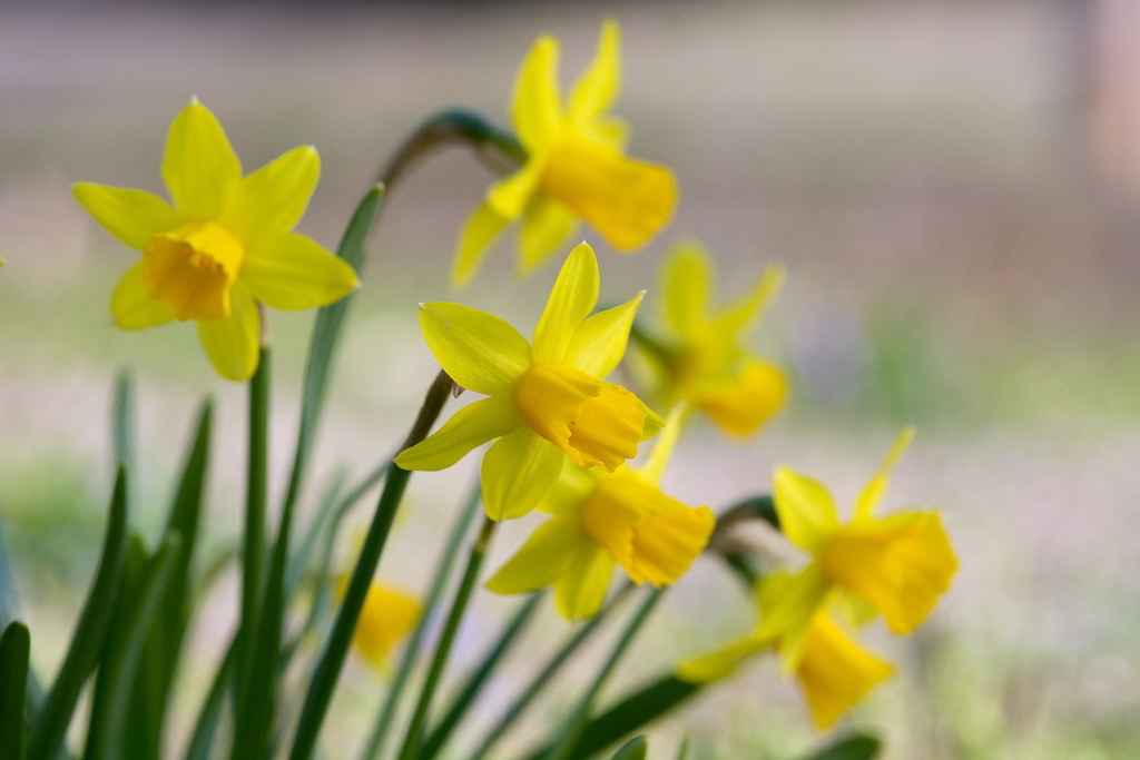 Narcissus Cultivars «Tete a Tete» / Нарцисс «Tete a Tete»