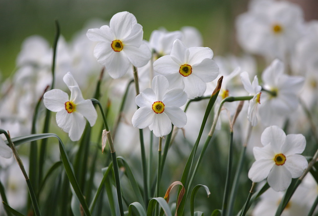 Narcissus poeticus var. poeticus / Нарцисс поэтический