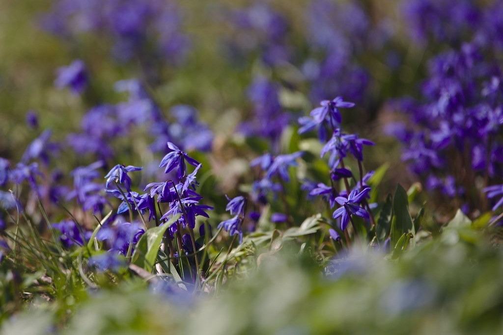 Scilla siberica / Сцилла (пролеска) сибирская