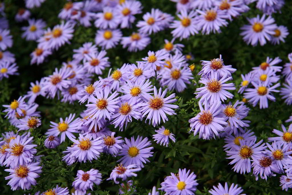 Aster dumosus / Астра кустарниковая